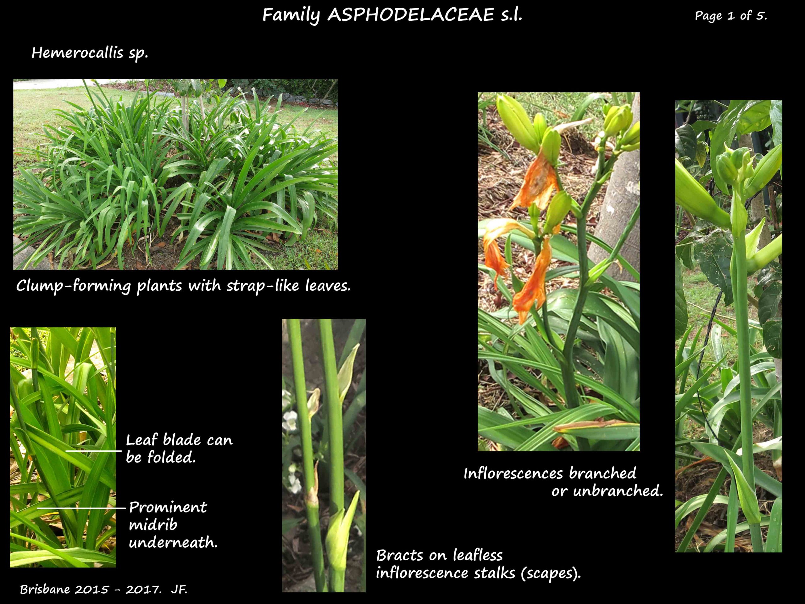 1 Hemerocallis leaves